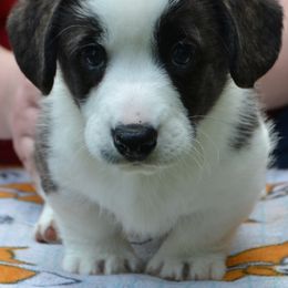 Cardigan Welsh Corgi Puppies from Dragonfly Cardigan Welsh Corgis