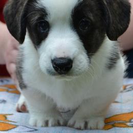 Cardigan Welsh Corgi Puppies from Dragonfly Cardigan Welsh Corgis