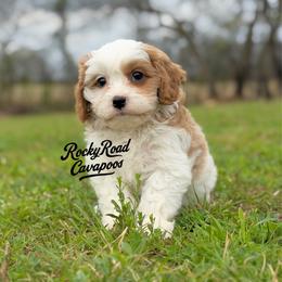 Button - Blenheim male Cavapoo puppy in Nashville, Arkansas from Rocky Road Puppies