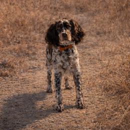 English Springer Spaniels from Schae Berg