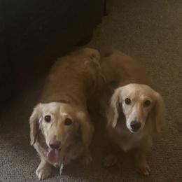 Dachshund puppies from JRED dachshunds