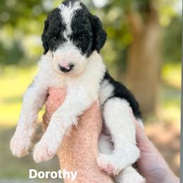Dorothy - Parti female Poodle puppy in Athens, Georgia from Alexander’s Standard Poodles