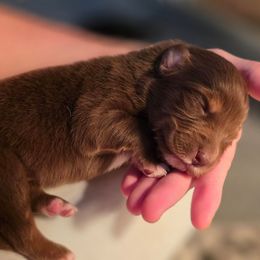 Gunnison - Red tri-color male Australian Shepherd puppy in Solon, Maine from Mountain Range Australian Shepherds