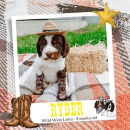 Ryder - Liver white and tan male English Springer Spaniel puppy in Albany, Minnesota from Farm Fresh Labradors & English Springers