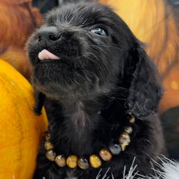 Ash - Black male Dachshund puppy in Cabool, Missouri from Dachshund's of Country Magic Farms in Missouri