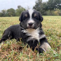 Sweet Girl 3-Black Tri - Black tri-color female Australian Shepherd puppy in Mayfield, Kentucky from Hamilton Farms