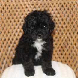 Female 2 - Black tri-color female Aussiedoodle puppy in Belgreen, Alabama from Scott’s Farm Poodles and Doodles