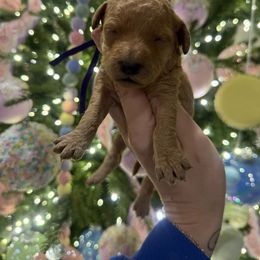 Purple collar - Red  female Goldendoodle puppy in Homer, Georgia from Creekside Kennels