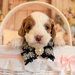 Pudding - Blenheim female Cavapoo puppy in Dickerson, Maryland from Pawsome Aussie Doodles and Oodles
