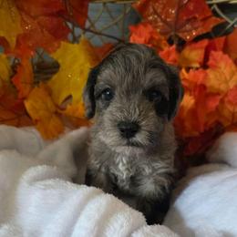 Bruce - Merle male Schnoodle puppy in Novinger, Missouri from Stormi Sky Schnoodles