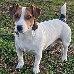 Russell Terriers from Bar Rafter C Shorty Jacks