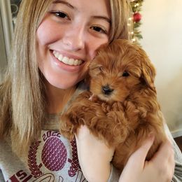 Aussiedoodle, Goldendoodle, and Miniature Australian Shepherd Puppies from JMR Aussies and Doodles