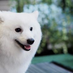 Mochi - Japanese Spitz