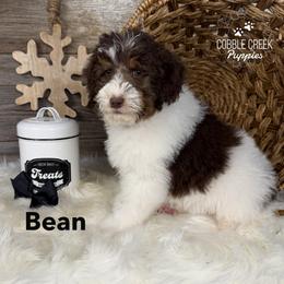Bean - Brown and white male Bernedoodle puppy in Heyworth, Illinois from Cobble Creek Puppies