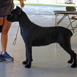 Cane Corso All Grown Up from Armonno Cane Corso