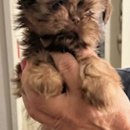 Shih Tzus from Janet's Shih Tzus
