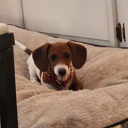 Rosie - Dachshund