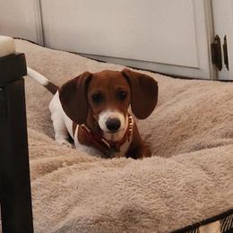 Rosie - Dachshund