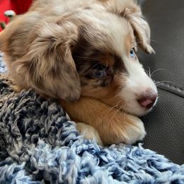 Miniature Australian Shepherd Puppies from Mels Mini Aussies