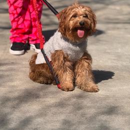 RiRi - Goldendoodle