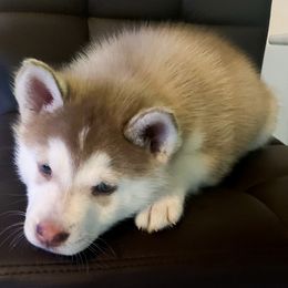 Siberian Husky Puppies from Betty's Huskies