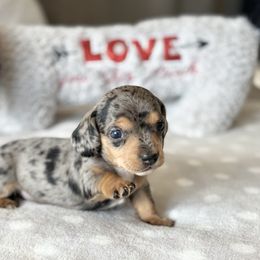 Dachshund Puppies from Silver Dach Farms