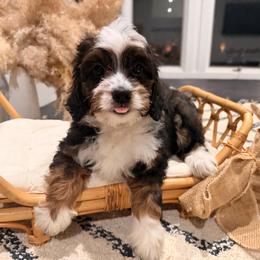 Raspberry rose - Sable female Bernedoodle puppy in North Royalton, Ohio from Johnson's Doodles