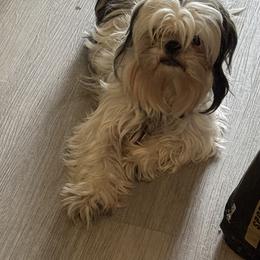 Hannah Bean - Shih Tzu
