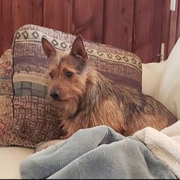 Australian Terriers and Cairn Terriers from Cedar Forrest Terriers LLC (Cairns & Australian Terriers)