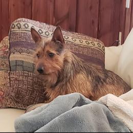 Australian Terriers and Cairn Terriers from Cedar Forrest Terriers LLC (Cairns & Australian Terriers)
