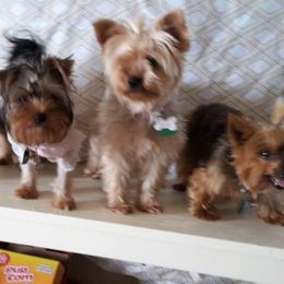 Yorkshire Terrier All Grown Up from New Yorkie City