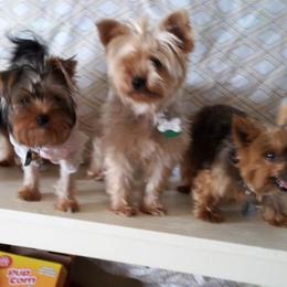 Yorkshire Terrier All Grown Up from New Yorkie City