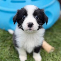 Mischief - Black and white female Border Collie puppy in Kalispell, Montana from North Fork Border Collies