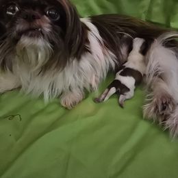 Gidget - Shih Tzu