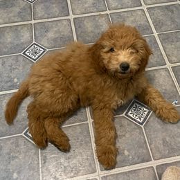 Cinders - Goldendoodle puppy from Danielle's Doodles