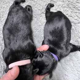 Purple - Black female Miniature Schnauzer puppy in Gillette, Wyoming from T’s Little Schnauzers