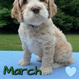 Australian Labradoodle Puppies from Lakeshore Labradoodles
