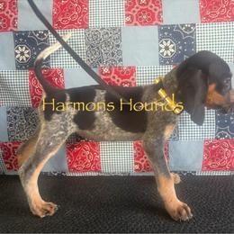 Jane - Blue ticked and tan female Bluetick Coonhound puppy in Mount Pleasant, Texas from Harmons Hounds