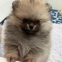 Daisy - Cream sable female Pomeranian puppy in Newport Beach, California from Exotic City Pomeranians and chihuahuas