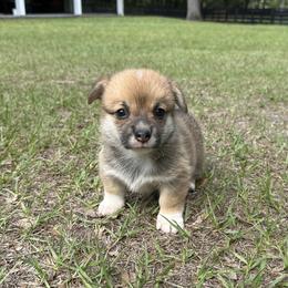 Girl 2 - Red female Pembroke Welsh Corgi puppy in Ocala, Florida from Rivermont Farm