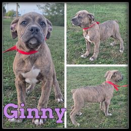 Ginny - Brown brindle female Olde English Bulldogge puppy in Wheeler, Michigan from Haase Family Kennels