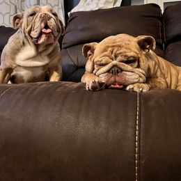 Bulldog All Grown Up from M-151 Bulldogs