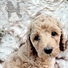Poodle Puppies from Serene Arenas' Standard Poodles