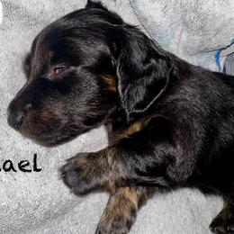 Michael - Black and tan male Dachshund puppy in Springfield, Oregon from Storybook Dachshunds