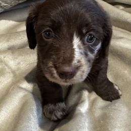 Girl 2 - Dapple female Dachshund puppy in Collinston, Utah from RSP Mini Doxies
