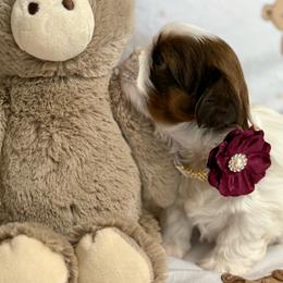 Daniel - Red and white male Shih Tzu puppy in Glens Falls, New York from Shih Tzus N Giggles