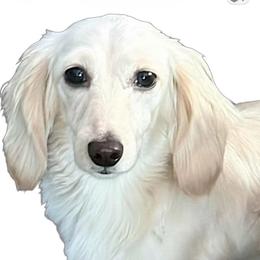 Moon 🌕 - Dachshund