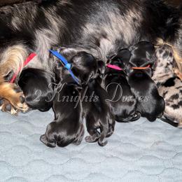 Dachshund puppies from 2 Knights Doxies