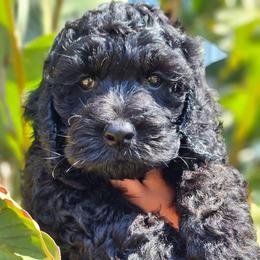 Anchor - Black male Cockapoo puppy in Indiahoma, Oklahoma from Phamily Doodles