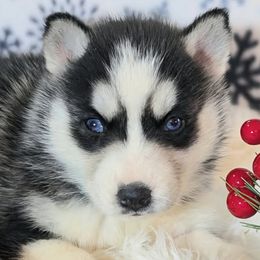 Siberian Husky puppies from Glacier Run Huskies